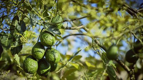 Avocados