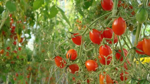 Tomaten
