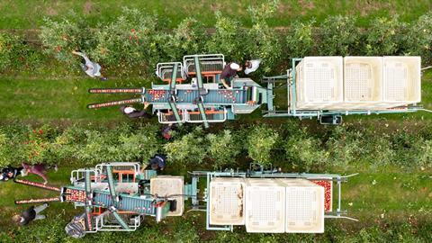 The British apple harvest