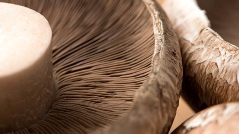 Pilz Nahaufnahme