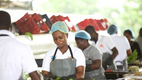 Fairtrade banana workers in Ghana