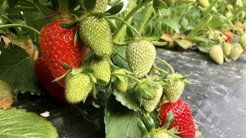 Reife und noch unreife Erdbeeren