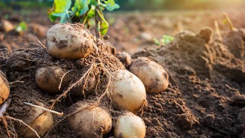 kartoffeln auf dem feld -