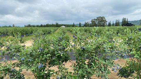 GE Keystone Agro blueberries 4