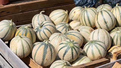 In Murcia, Charentais melon plantings have halved over the last four years