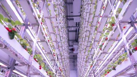 Smartkas Harlow strawberry farm