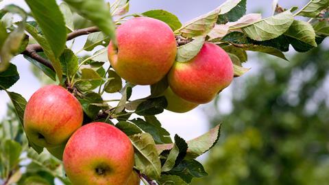 Growers are planting fewer new apple trees