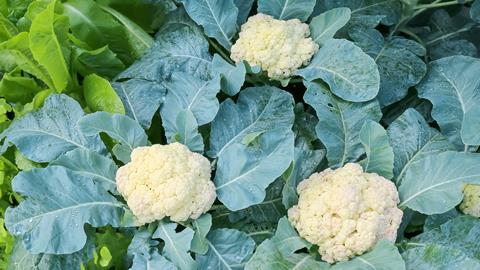 British cauliflower growers are frustrated