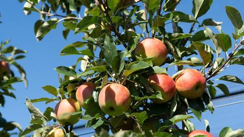 Äpfel am Baum