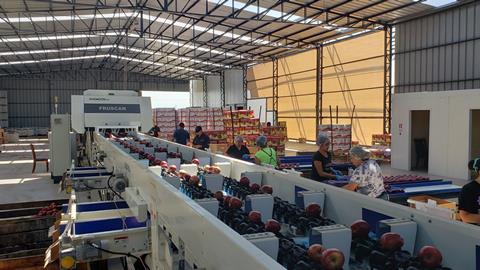 Reemoon’s technology in action for Chilean fruit processing and packaging company Crisanto
