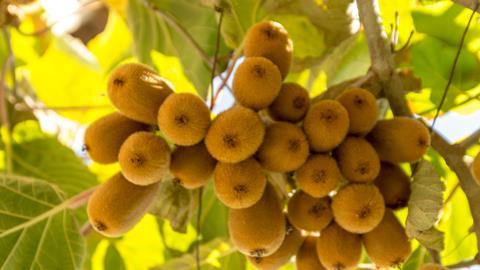 Kiwis