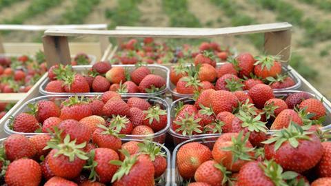 Frisch gepflückte Erdbeeren auf dem Feld