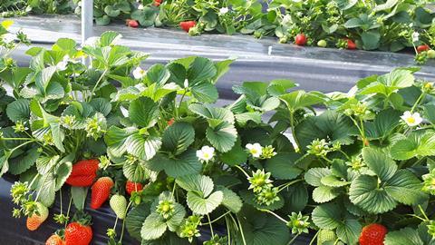 Erdbeeren aus Huelva