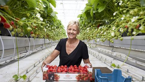 Hoogstraten links shoppers to growers through on-pack QR codes