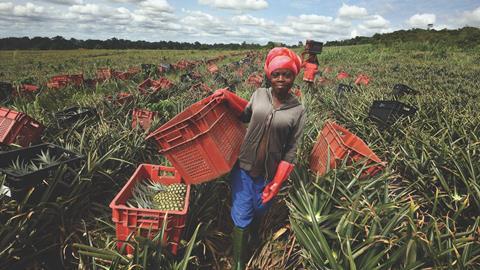 A pineapple farm in Ghana