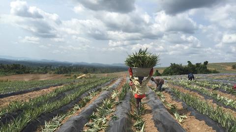 Food and flower production is vital to African farming communities