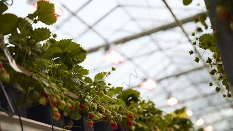 The Summer Berry Company's green energy solution recreates spring conditions indoors