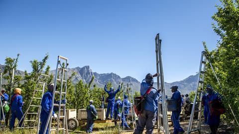 Workers ladders Western Cape South Africa
