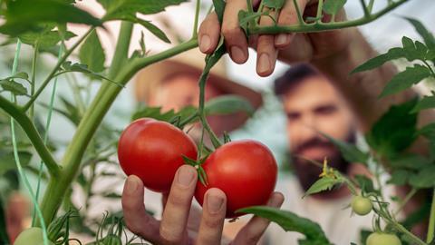 Tomatenernte