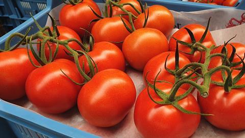 Belgien Tomaten
