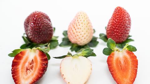 Australian researchers will attempt to identify the genes that influence strawberry characteristics such as colour