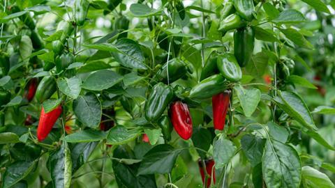 Thanet Earth grows approximately 24 million peppers each year