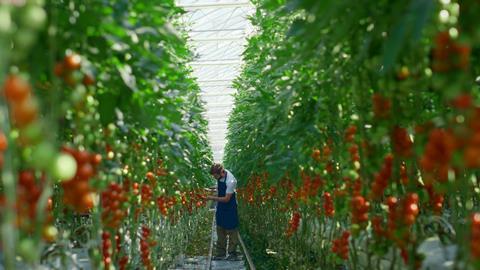 Labour supply is just one of the challenges facing UK tomato growers at the moment