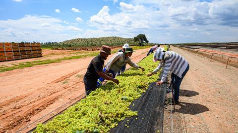 The total marketable volume of South African raisins this season is estimated at 67,000 tonnes