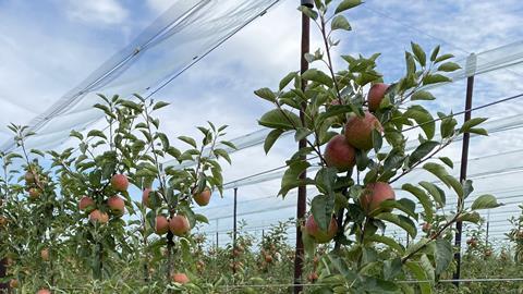 Co-op apples