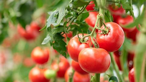 Tomaten DenisProduction
