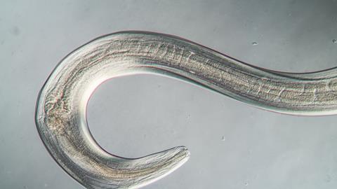 Beneficial nematodes play an important role in the biological control of many pests