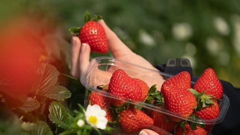 AVA Alicia strawberries