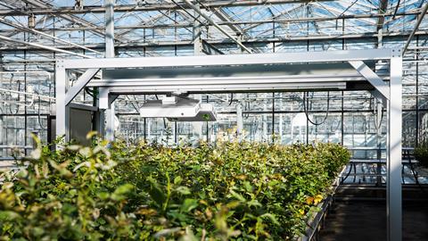 Plants being scanned with Phenospex PlantEye technology