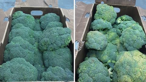 Lytone's LytoFresh was used on Fortune Growers' broccoli