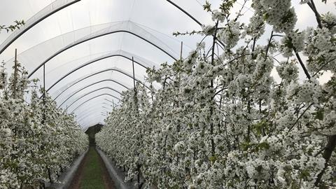 Seasonal workers at Haygrove in Herefordshire are alleged to have been charged illegal recruitment fees by a third party