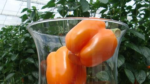 Paprika im Glas Staay Food Group