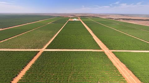 Talia Farms Colliers