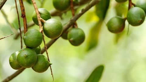 Australien: Niedrigste Erzeugerpreise für Macadamias seit über einem Jahrzehnt