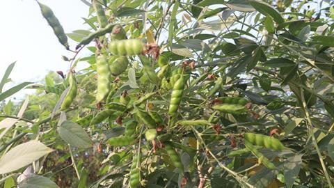 Pigeon pea plants