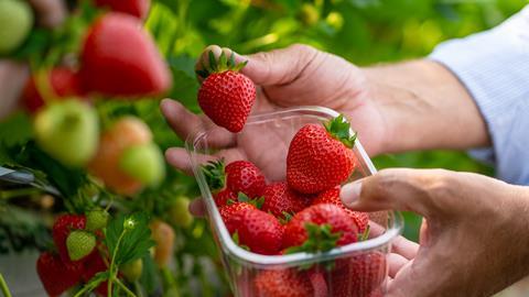British strawberry volumes are estimated to be 10-20 per cent lower than normal for the time of year