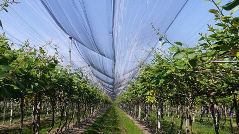 Alegra kiwifruit orchard netting