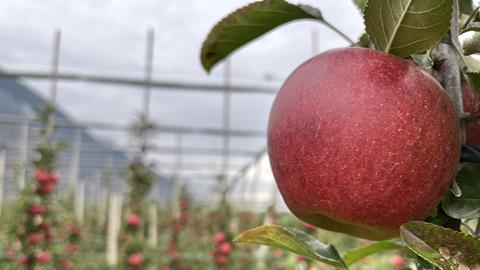 Apfelproduktion: Envy in Südtirol