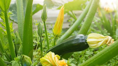 Das Angebot an Zucchini aus dem deutschen Anbau entwickelte sich aufgrund des kühlen Frühjahrs und der darauffolgenden Trockenheit erst zögerlich. Mittlerweile hat sich die Lage ins Gegenteil gedreht. Innerhalb kürzester Zeit sind die Angebotsmengen rasan