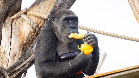 Gorillas Elika, Effie and baby Venus enjoyed a selection of cabbage, yellow pepper, corn and aubergine