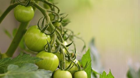 Grüne Tomaten im Gewächshaus