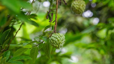 Die Atemoia ist eine Hybridfrucht, die aus einer Kreuzung der Cherimoya und der Fruta do Conde hervorgegangen ist.