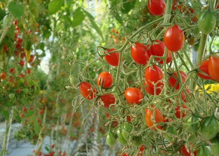 Tomaten