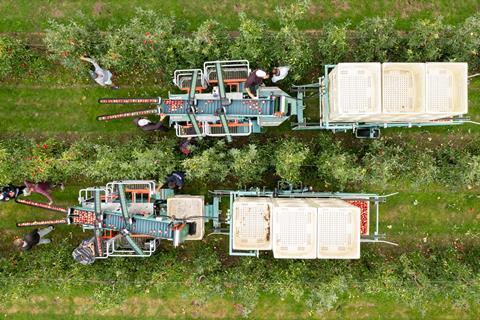 The British apple harvest