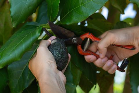 Avocado-Ernte