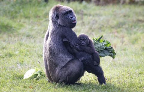 Gorillas Effie and baby Venus enjoyed a selection of cabbage